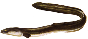 Fischkunde/aal Fischkunde/aal