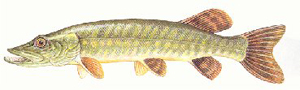 Fischkunde/hecht Fischkunde/hecht