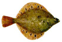 Fischkunde/scholle Fischkunde/scholle