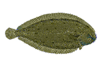 Fischkunde/seezunge Fischkunde/seezunge