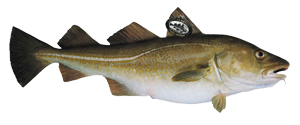 Fischkunde/skrei_300 (23 KB) Fischkunde/skrei_300 (23 KB)