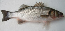 Fischkunde/wolfsbarsch Fischkunde/wolfsbarsch